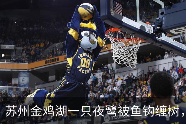 苏州金鸡湖一只夜鹭被鱼钩缠树，市民爬树救下，“有6个鱼钩，脚和翅膀全被钩住”，公园称此处并非垂钓点